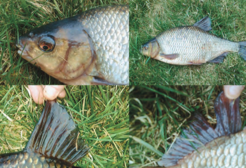 High quality Roach/Bream Hybrid identification. Images from Dubliner, Philip Brennan